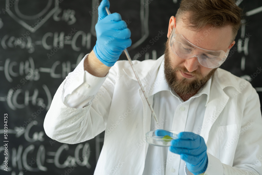Male sientist dropping pipette a sample into a Petri dish with green plant in laboratory, Biotechnology Male sientist dropping pipette a sample into a Petri dish with green plant in laboratory, Biotechnology