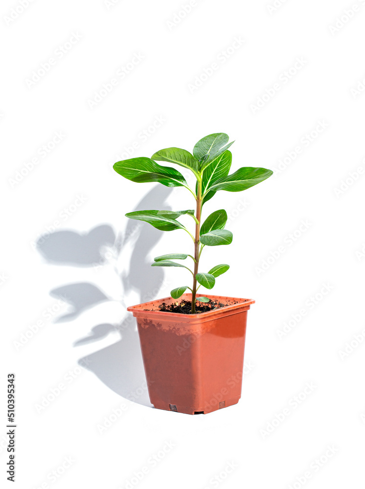Bush Catharanthus in a flower pot on a white background. close-up