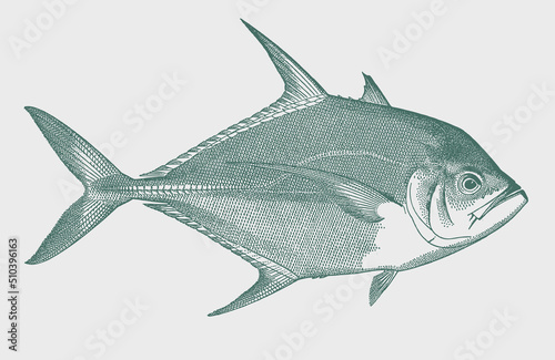 Longrakered trevally ulua mentalis, tropical coral reef fish in side view
