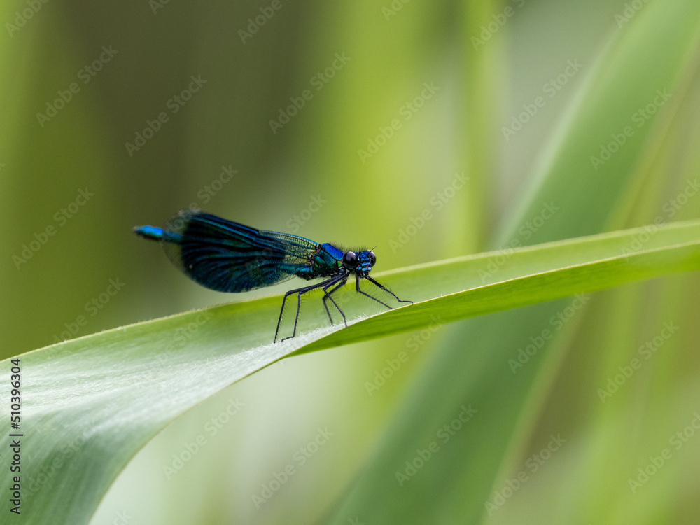 Libelle Libelle
