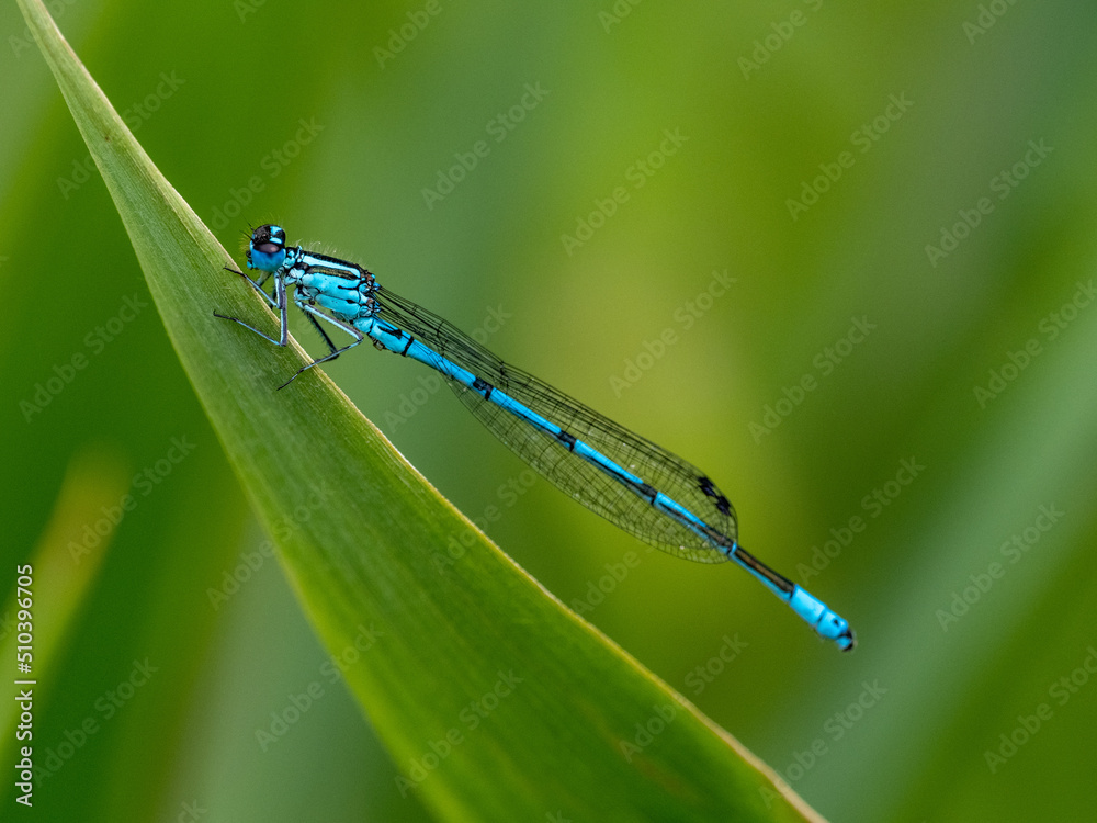 Libelle Libelle