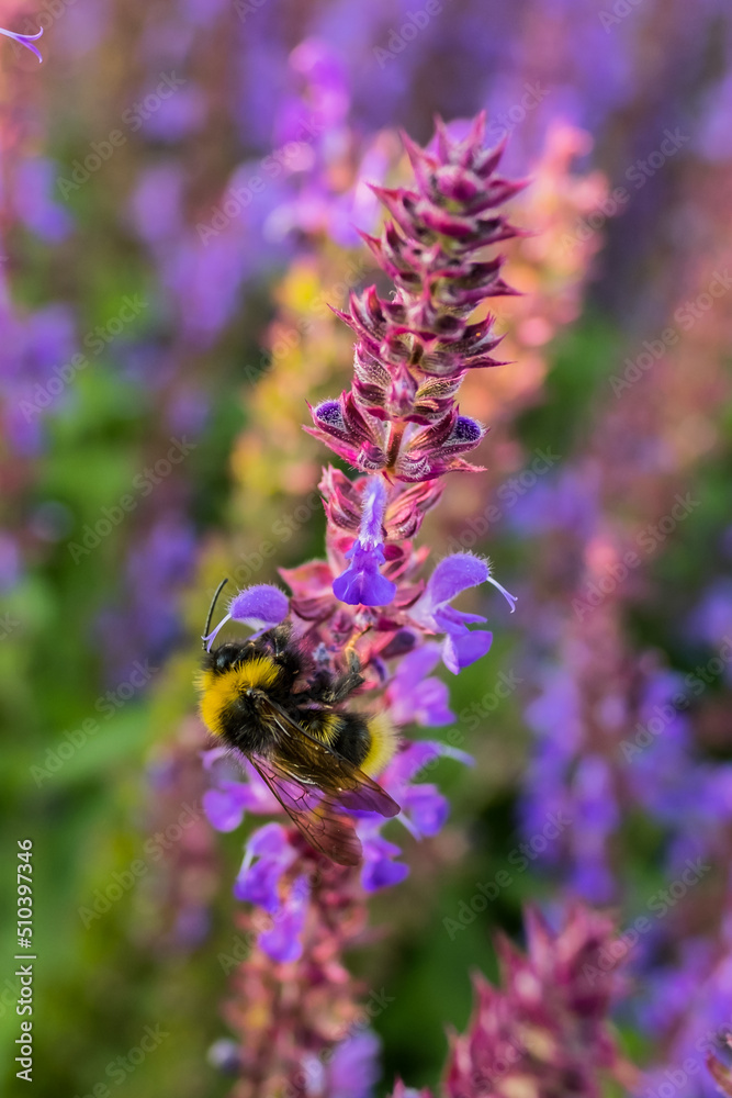 little bee on purple flowers in the park little bee on purple flowers in the park