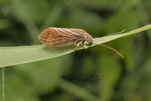 Caddisfly in detail on a leaf photo
