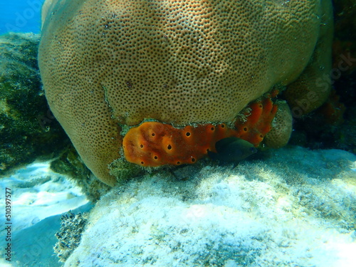 Картината върху платно Brown encrusting octopus sponge (Ectyoplasia ferox) and round starlet coral or m