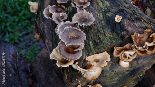 Pleurotus ostreatus, the oyster mushroom, oyster fungus, or hiratake grows naturally on dead wood, is a common edible mushroom. It was first cultivated in Germany as a subsistence measure during World