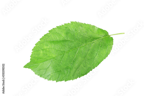 Apple leaf on isolated white background.