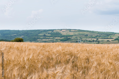 Agricultural field of ripe oats