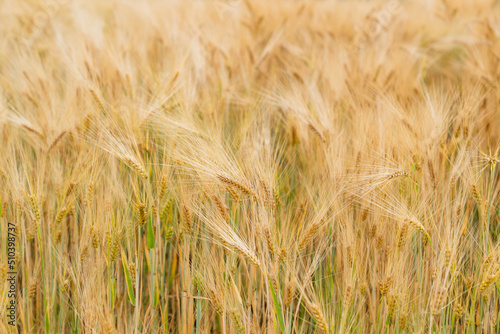 Agricultural field of ripe oats