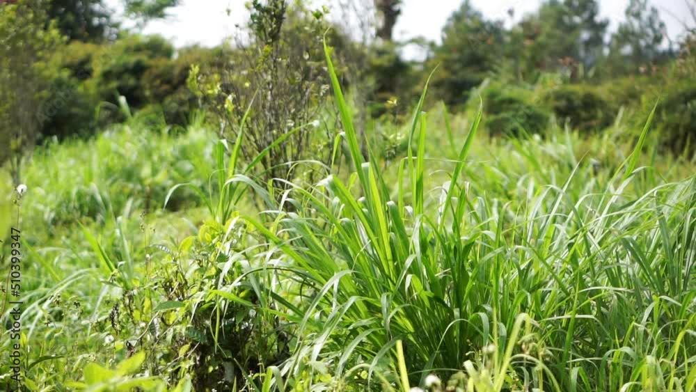 Green grass blowing in the wind in the plantation, so beautiful Green grass blowing in the wind in the plantation, so beautiful
