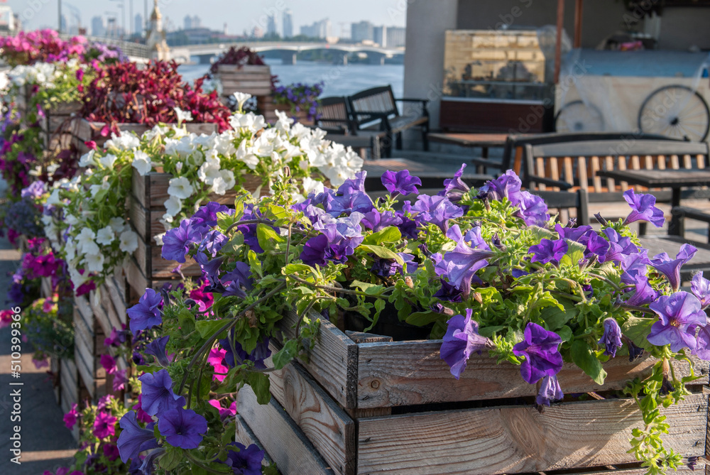 Flowerpots with petunias of different colors against the backdrop of the Dnieper River. Kyiv, Ukraine