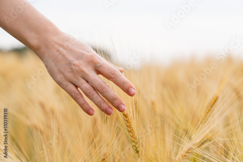 Woman farmer  touching spikelets of oats on an agricultural field