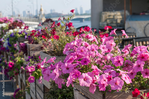 Flowerpots with petunias of different colors against the backdrop of the Dnieper River. Kyiv  Ukraine