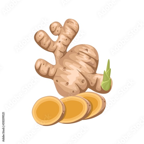 Vector illustration, rhizome of Curcuma or Curcuma zanthorrhiza, with slices, isolated on white background.