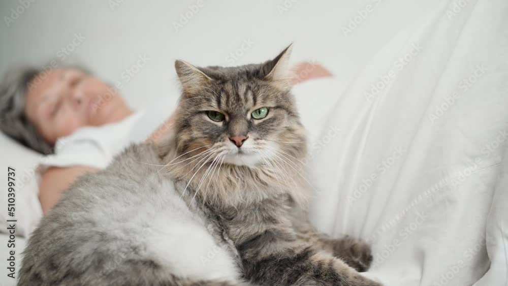 Close-up of resting senior woman stroking gray fluffy cat lying on bed. Beautiful sleepy pet enjoying caressing in bedroom. Selective focus on animal. Close-up of resting senior woman stroking gray fluffy cat lying on bed. Beautiful sleepy pet enjoying caressing in bedroom. Selective focus on animal.
