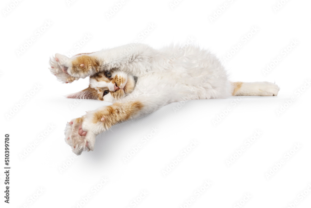 Cute harlequin Maine Coon cat kitten, laying side ways on edge. Totally stratched showing belly. Looking straight to camera. isolated on a white background.