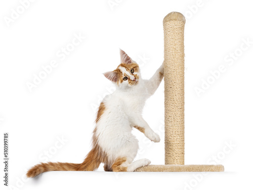 Photography Cute harlequin Maine Coon cat kitten, hanging in sisal scratching pole