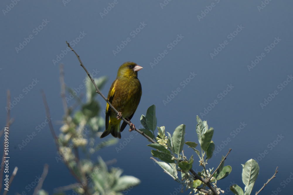 枝にとまったカワラヒワ