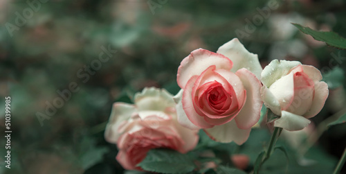 Beautiful pink roses with dew drops.