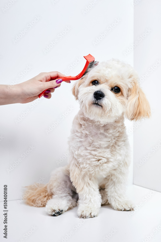 Obraz premium The girl combs the hair of a domestic pet puppy breed Maltipoo