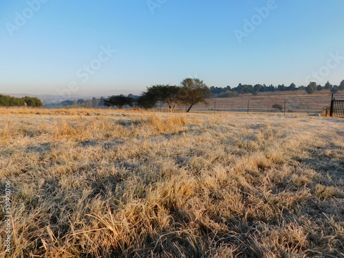 A frosted brown, orange and green, multi colored grass field on a farm, glistening in the early morning sun rays