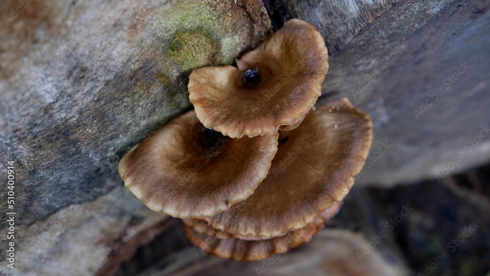 Wild Pleurotus ostreatus mushroom, the oyster mushroom, oyster fungus, or hiratake. grows naturally on dead wood, is a common edible mushroom. Wild Pleurotus ostreatus mushroom, the oyster mushroom, oyster fungus, or hiratake. grows naturally on dead wood, is a common edible mushroom.