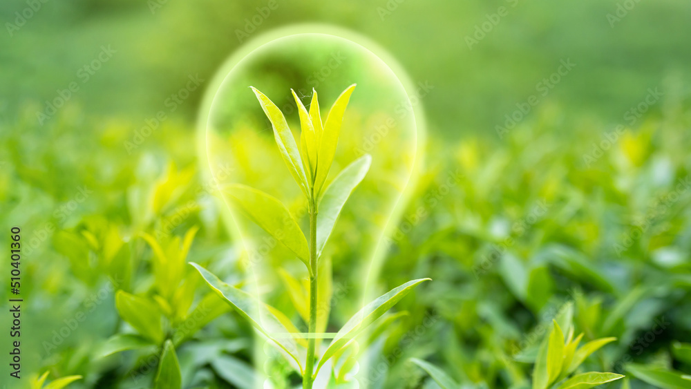 Symbolic light bulb over green sprout. Concept of ecological safety, environmental protection, ecosystem Symbolic light bulb over green sprout. Concept of ecological safety, environmental protection, ecosystem