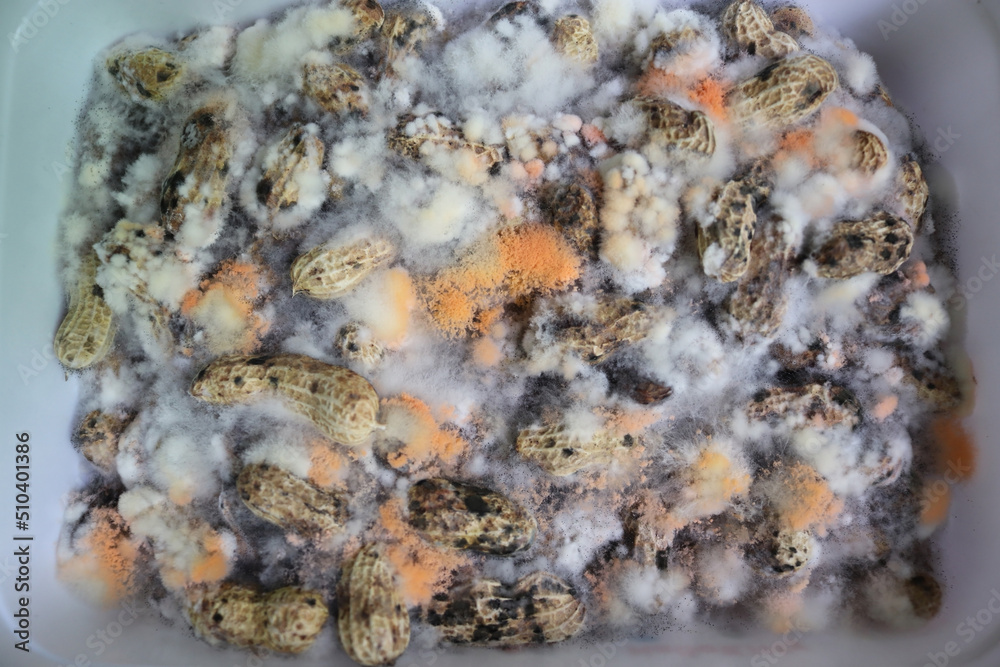 Fluffy fungi spores mold growing on peanut in plastic box.