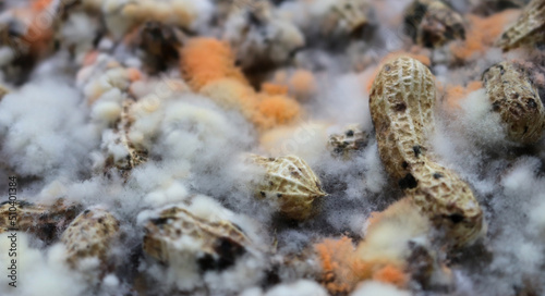 Peanut that has been left for a long time until rotting and moldy dirt and is a source of germs.