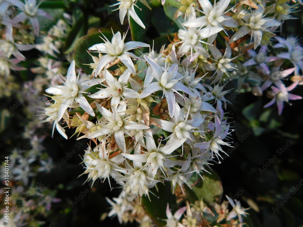 Closeup, background photo of a flower bush in bloom with hundreds of tiny white flowers glistening in the sun Closeup, background photo of a flower bush in bloom with hundreds of tiny white flowers glistening in the sun