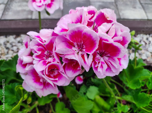 Garden geranium - Pelargonium. ink geranium flowers on a blurry green floral background. pink and violet colored pelargonium flowers close up