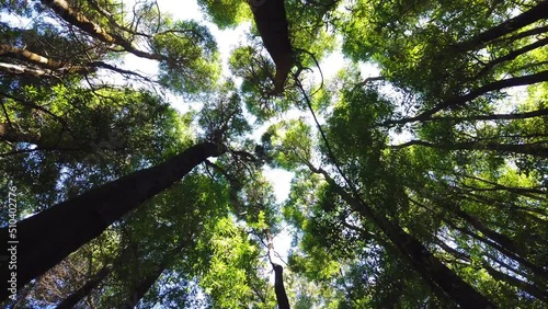 Spinning and torsion top view of scenic trees in a forest.  Low angle view from trees. Tree rotation