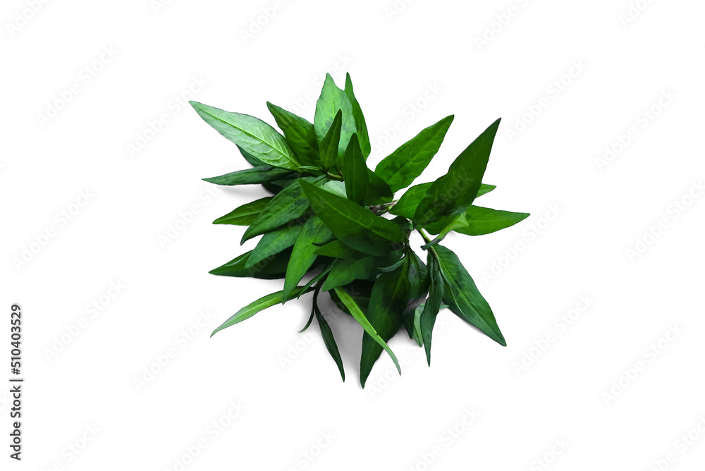 Green Vietnamese mint, Thai herbal vegetables , isolated on white background. Concept : Thai food ingredients, spice that use to cook or can eat as fresh vegetables with other food menu. Green Vietnamese mint, Thai herbal vegetables , isolated on white background. Concept : Thai food ingredients, spice that use to cook or can eat as fresh vegetables with other food menu.