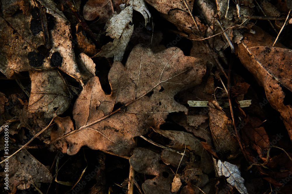 Brown dead leaves rotting in spring Brown dead leaves rotting in spring