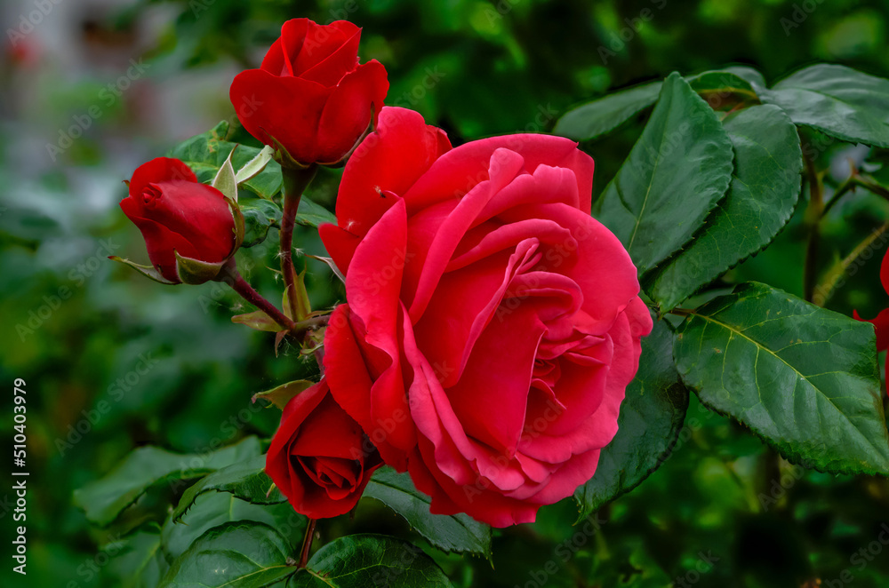 red roses in their natural habitat, in full bloom at close range,elegant and romantic delicate flowers red roses in their natural habitat, in full bloom at close range,elegant and romantic delicate flowers