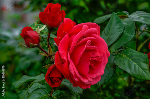 red roses in their natural habitat  in full bloom at close range elegant and romantic delicate flowers  