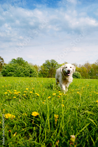 happy dog golden retriever dog walking in meadow 