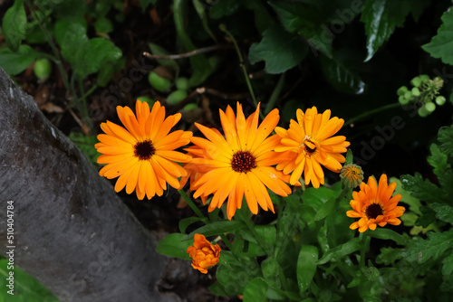 Ringelblume  Bl  te  Heilpflanze  orange  Garten  Pflanzen  Bl  ten