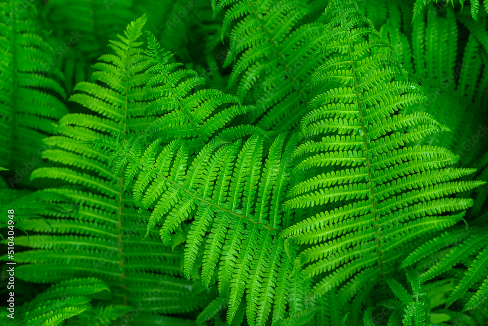 Close-up of green fern leaves outdoors