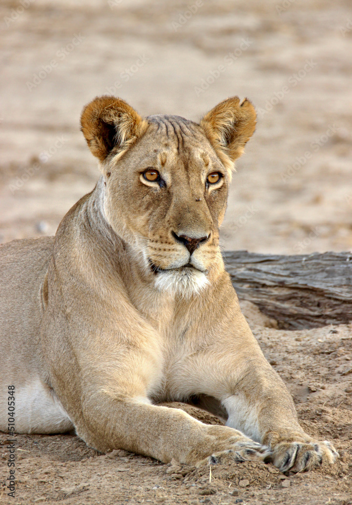 Naklejka premium Lioness in the Kgalagadi