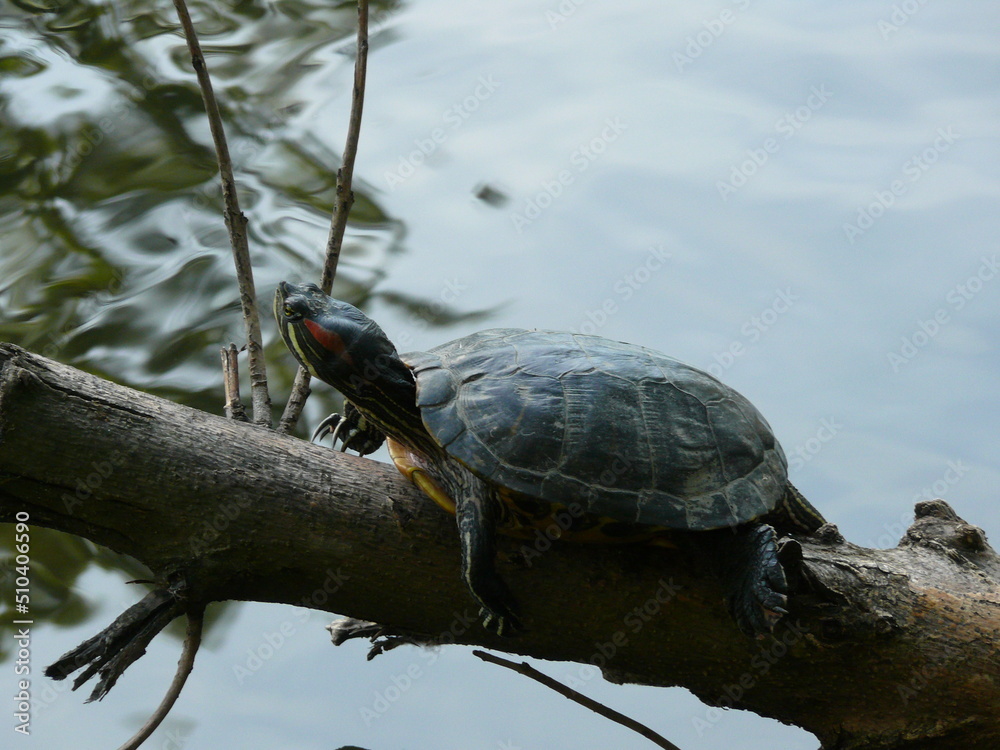 Fototapeta premium Red-eared slider turtle