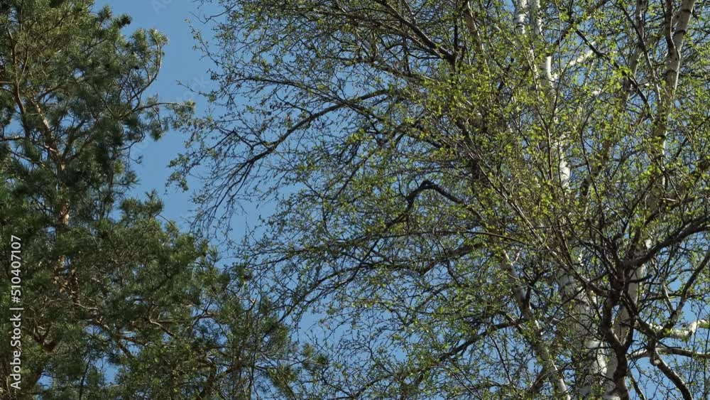 Background tree branches with spring bright greenery against a beautiful blue sky Background tree branches with spring bright greenery against a beautiful blue sky