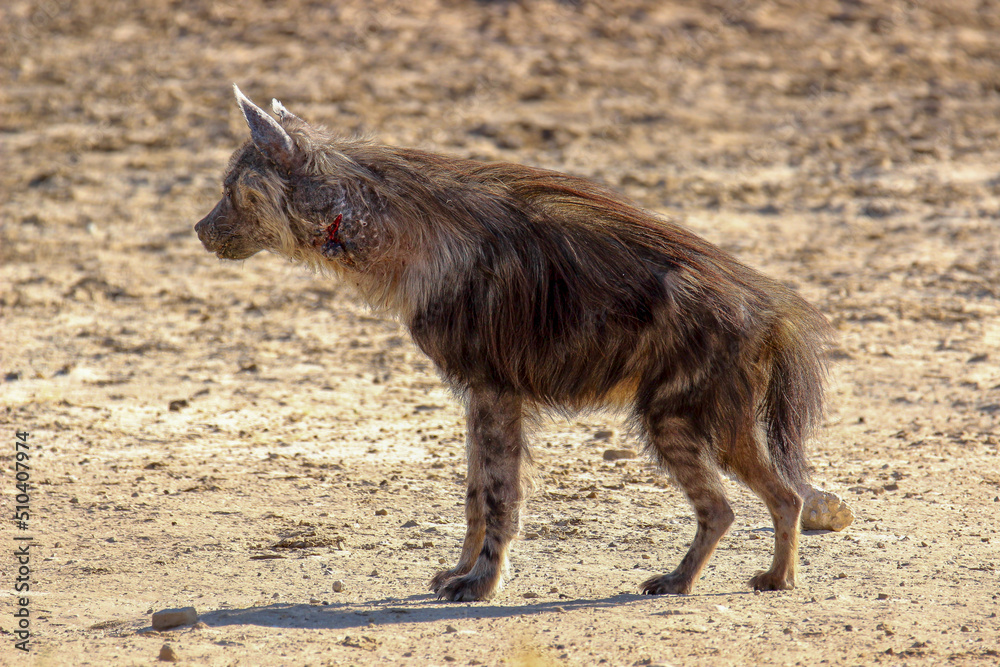 Brown Hyena with injured neck in the Kgalagadi, South Africa Brown Hyena with injured neck in the Kgalagadi, South Africa