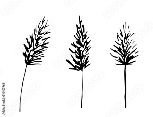 Simple hand drawn black outline vector drawing. Panicles of pampas grass, reeds. Dry plants. Sketch in ink.