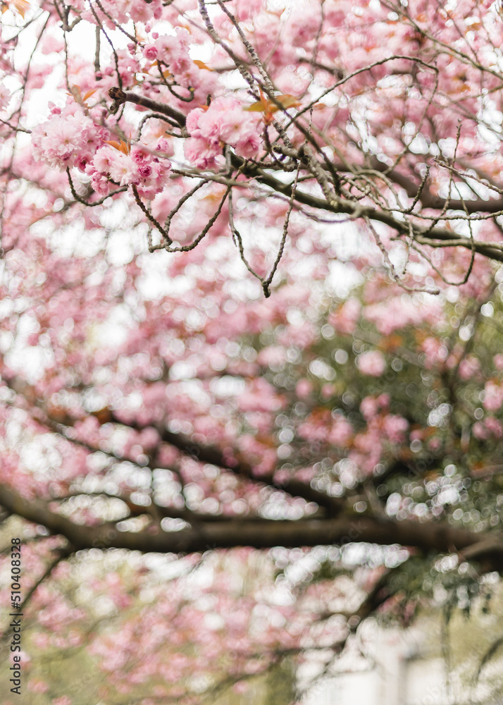 Blühende Kirschblüte im Frühling Blühende Kirschblüte im Frühling