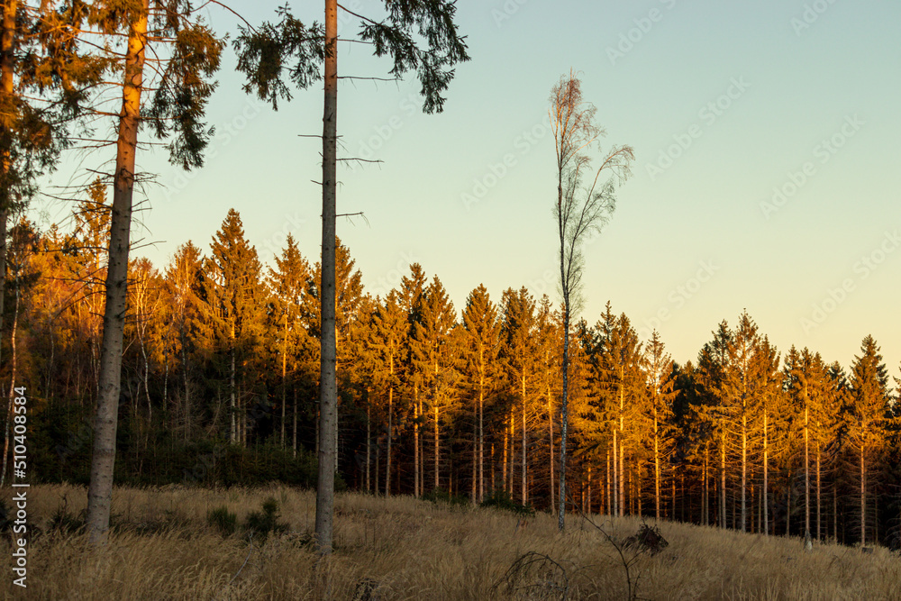 forest scene in a german forest area forest scene in a german forest area