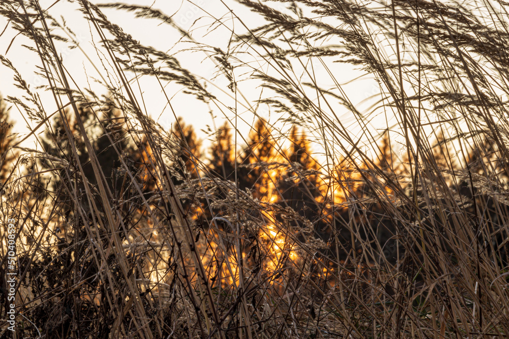 Fototapeta premium sunrise in late winter in a piece of eifel forest germany