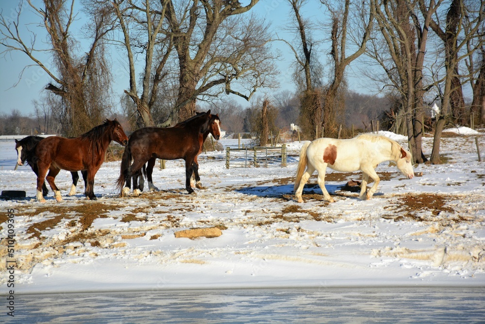 horses in snow