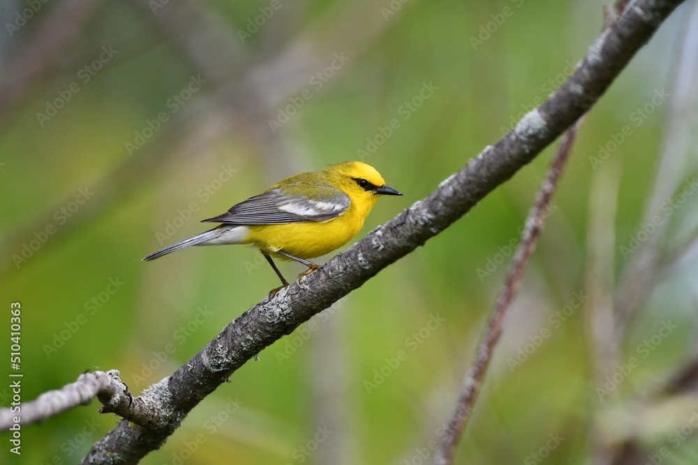 Obraz premium Blue-winged Warbler perched on a branch in a meadow 