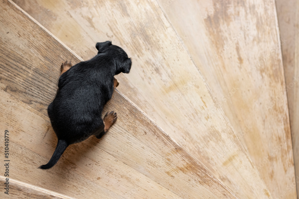 Little black puppy has a hard time going down the big wooden stairs. Little black puppy has a hard time going down the big wooden stairs.