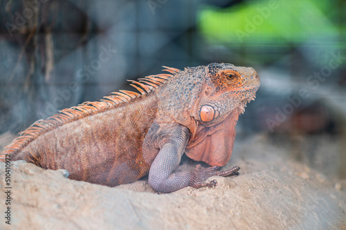 Iguana also known as the American iguana is a lizard reptile in the genus Iguana in the iguana family. And in the subfamily Iguanidae